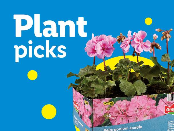 Pink geraniums in a pot with text 'Plant picks' on a blue background.
