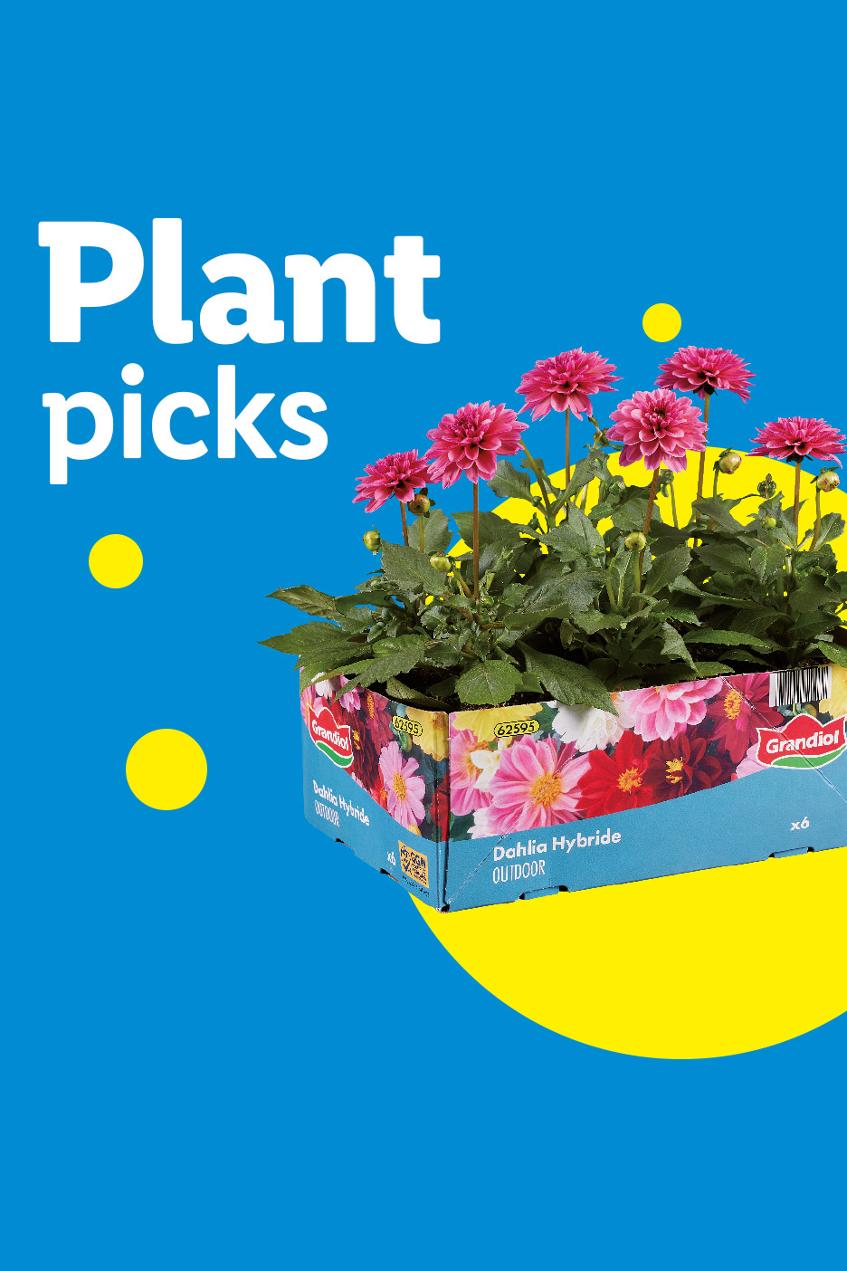 Pink dahlia plants in a box with 'Plant picks' text on a blue background.