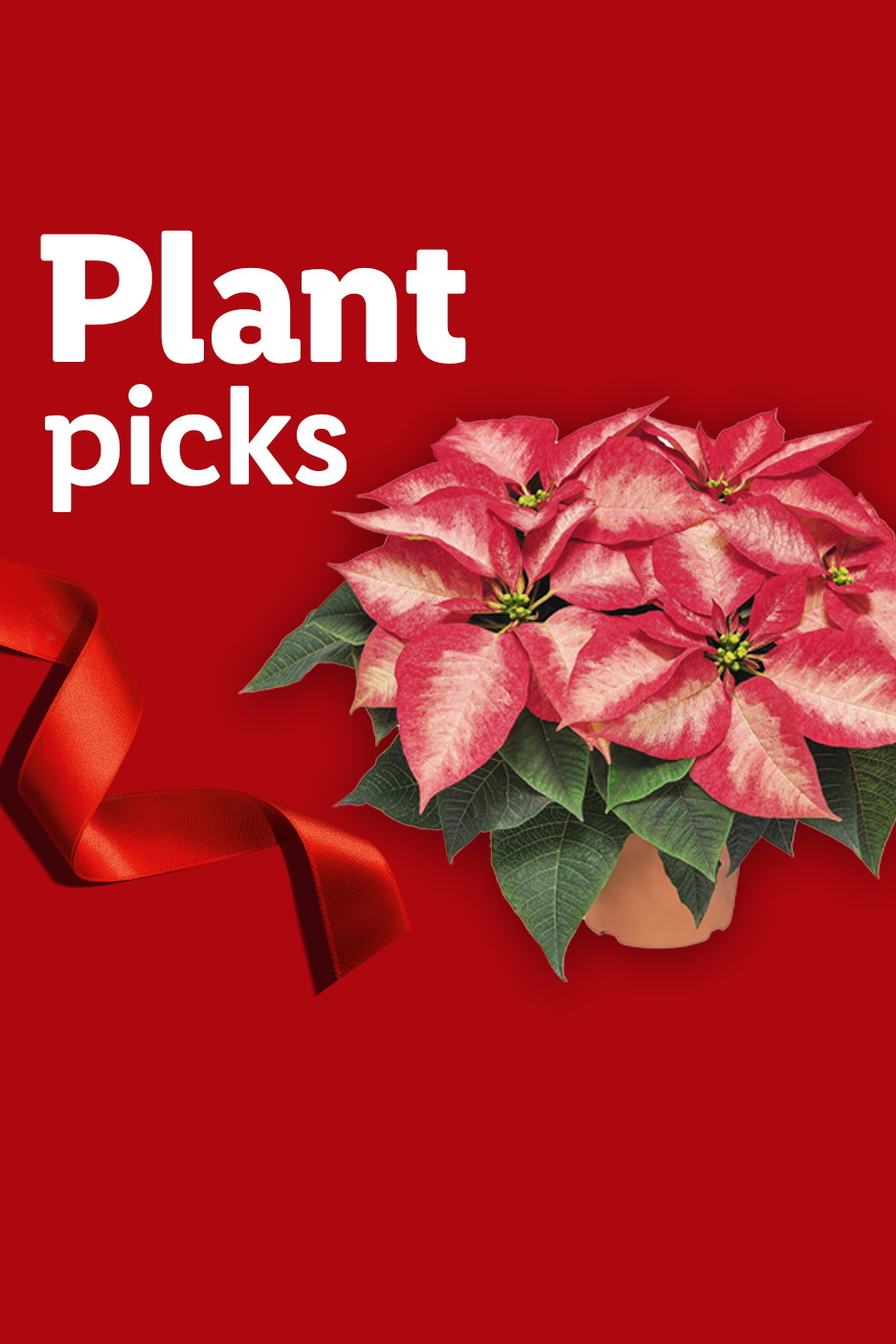 Poinsettia plant with red ribbon and text 'Plant picks' on a red background.