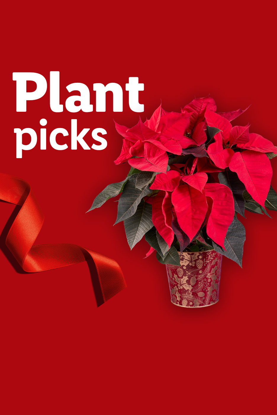 Red poinsettia plant with a red ribbon and text 'Plant picks' on a red background.