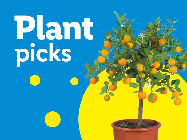 Plant picks: a small citrus tree with oranges in a pot on a blue and yellow background.