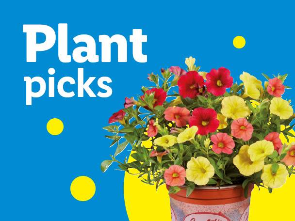 Plant picks: a pot of red, pink, and yellow petunia flowers against a blue background.