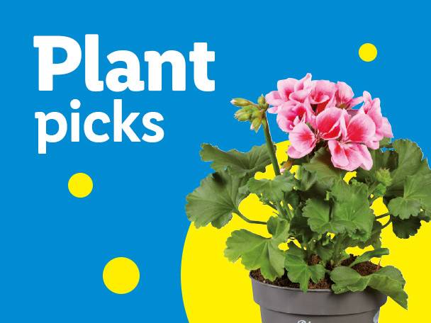 Potted pink geraniums with green leaves on a blue and yellow background with text 'Plant picks'.