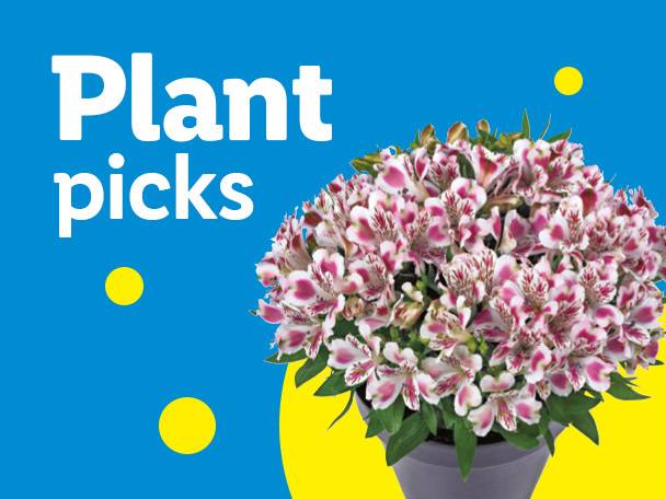 Plant picks: a pot of pink and white flowers on a blue and yellow background.