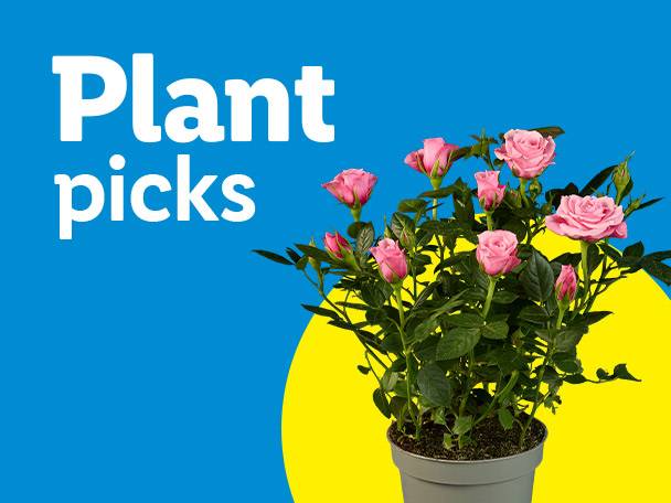 Potted pink roses against a blue background with a yellow circle, text reads 'Plant picks'