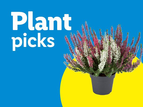 Potted heather plant on a blue and yellow background with the text 'Plant picks'.