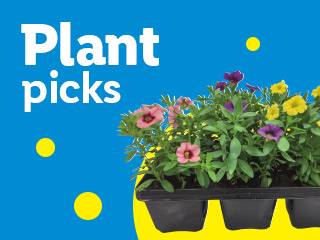 Plant picks: a tray of colorful flowering plants against a blue background with yellow dots.