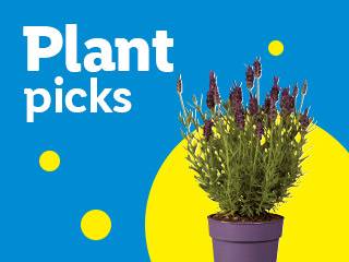 Plant picks: Potted lavender plant on a blue and yellow background.