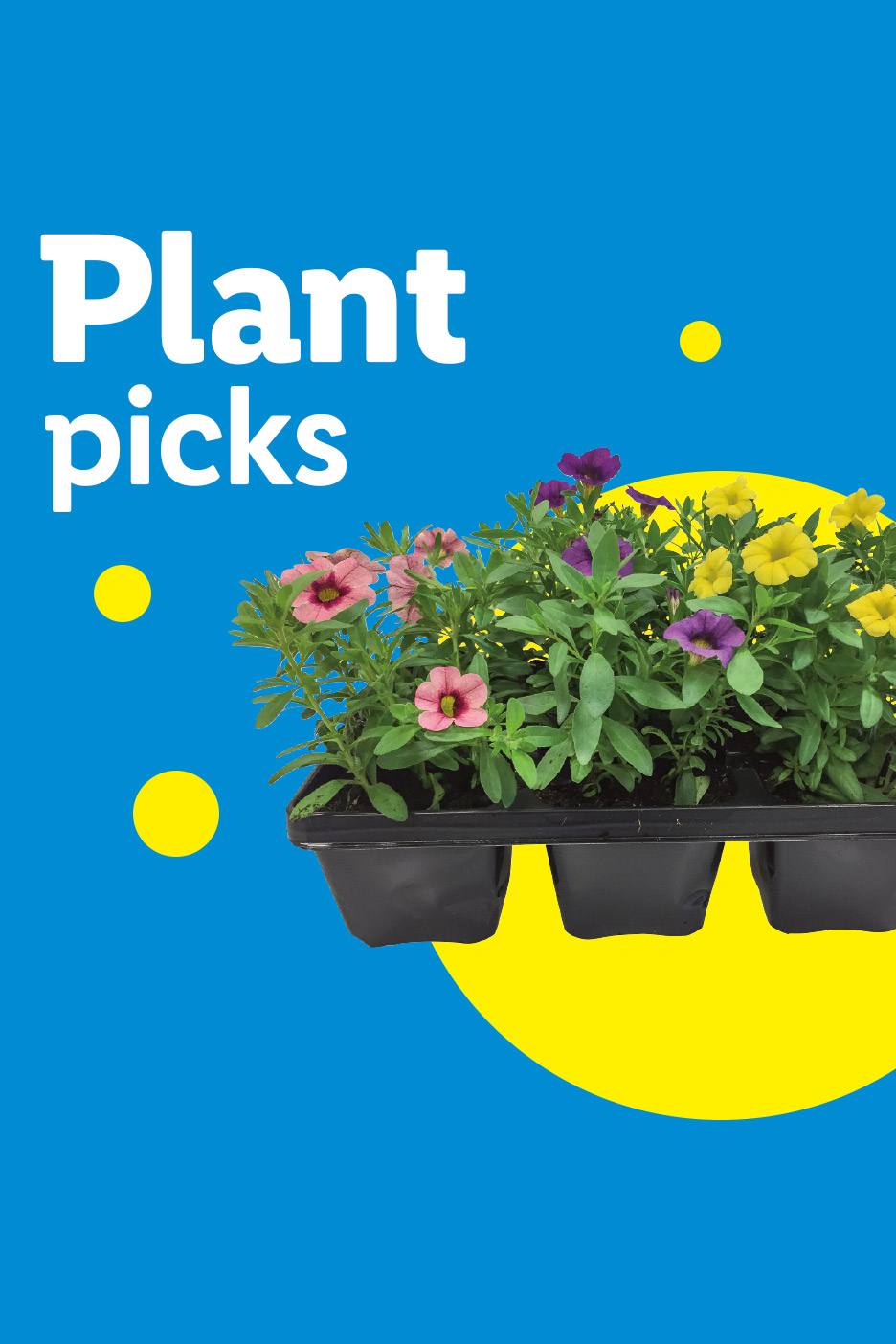 Plant picks: a tray of colorful flowering plants (pink, purple, yellow) on a blue and yellow background.