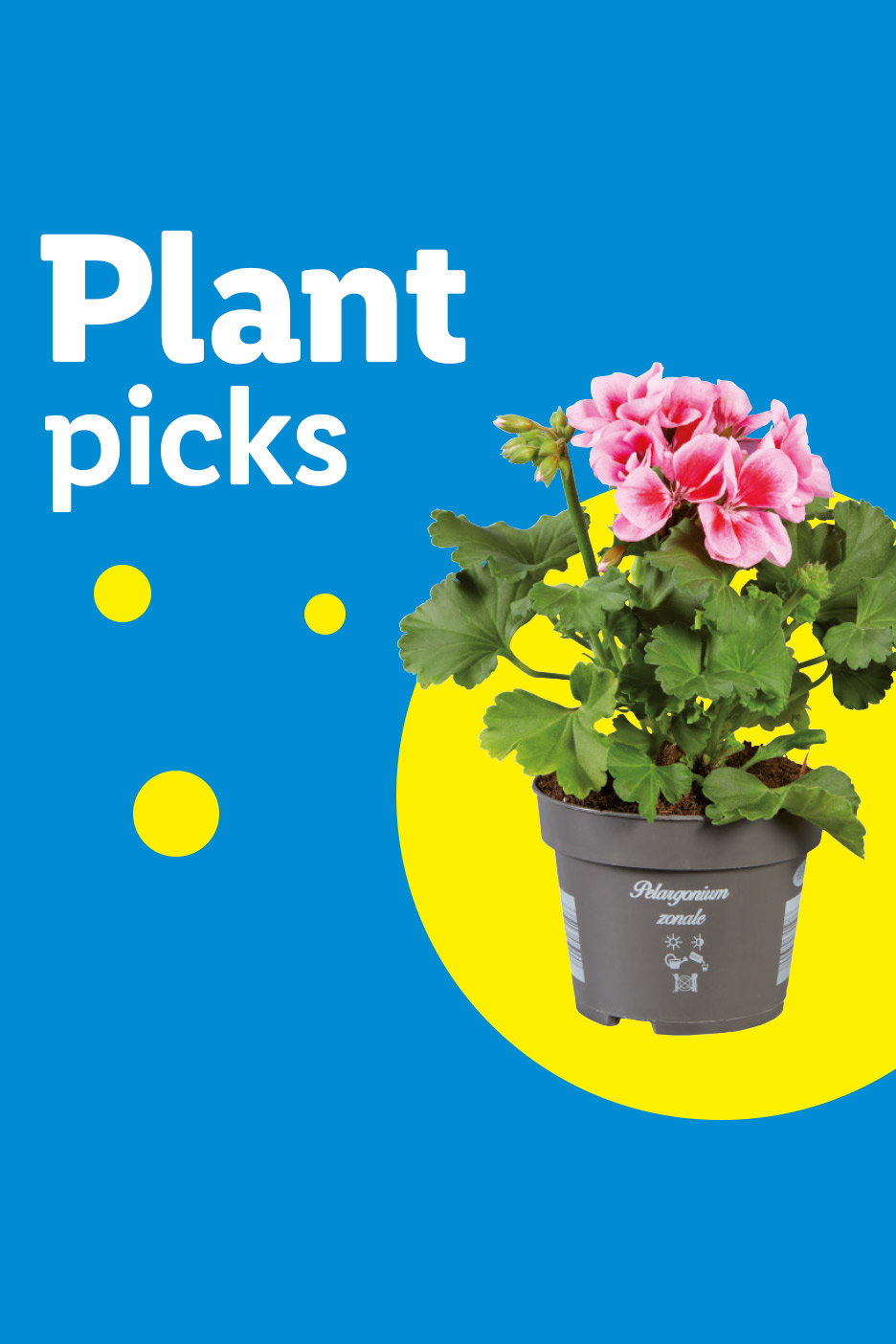 Plant picks: pink geranium in a pot on a blue and yellow background.