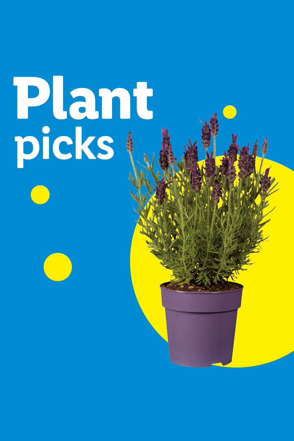 Potted lavender plant with purple flowers on a blue and yellow background with text 'Plant picks'