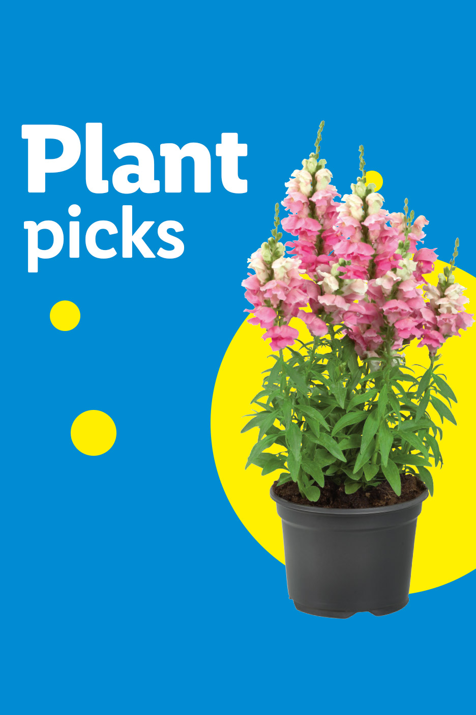 Potted pink snapdragon flowers on a blue background with yellow circles and text 'Plant picks'.