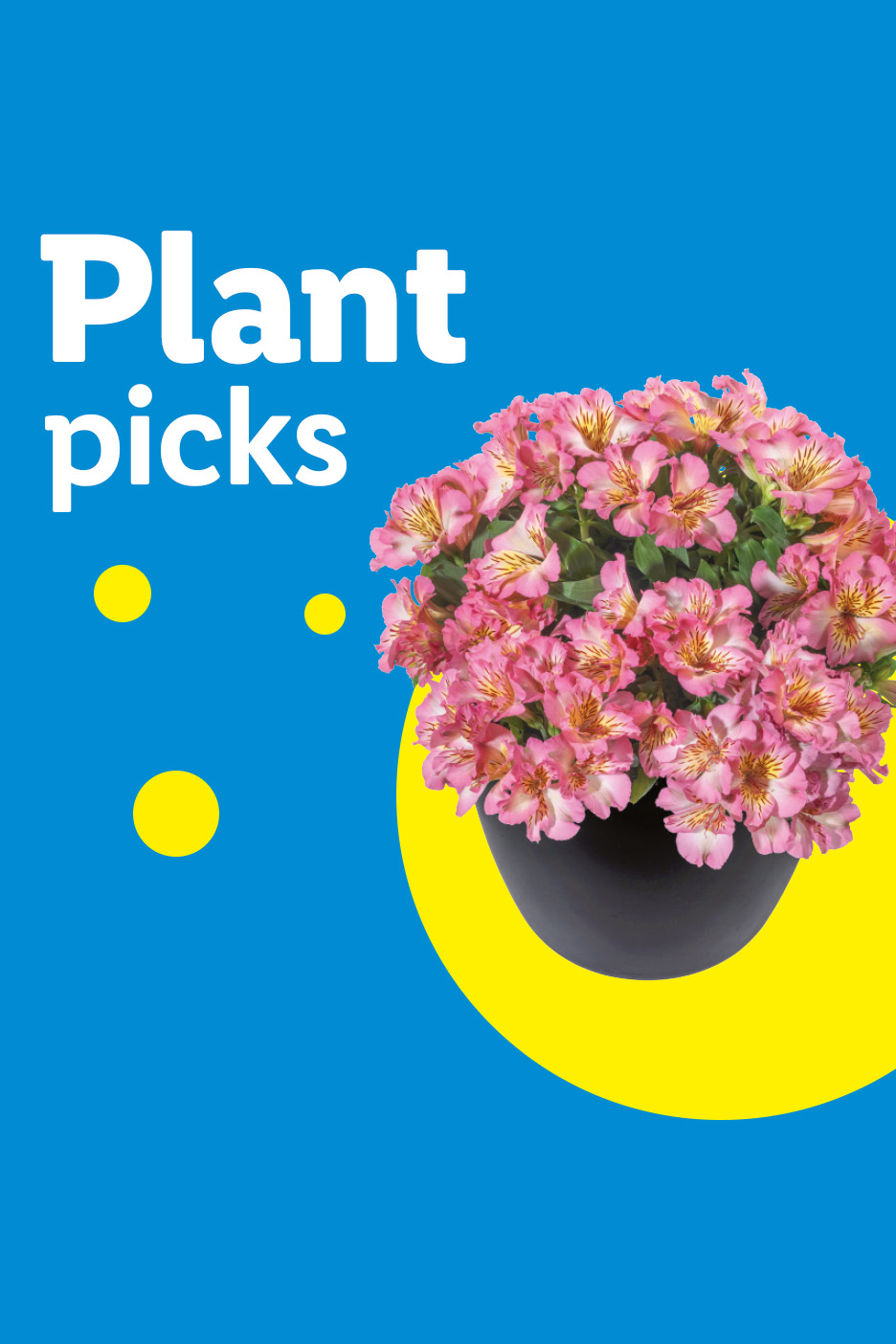 Pink flowers in a black pot on a blue background with yellow circles and text 'Plant picks'.